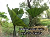 บอนคอฟฟี่คัพ บอนใบถ้วย colocasia coffee cup ฟอกอากาศ (ส่งต้นลูก)