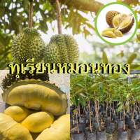 ทุเรียนหมอนทอง ชุด2ต้น 169 สูง80-100 เซนติเมตร