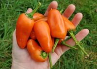 เมล็ดพันธุ์พริกหวานสีส้ม แทงเจอรีน ดรีม (Tangerine Dream Sweet Pepper Seed) บรรจุ 25 เมล็ด ของแท้ คุณภาพดี ราคาถูก นำเข้าจากต่างประเทศ