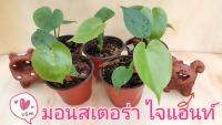 ต้นมอนสเตอร่าไจแอ้นท์ (Monstera Deliciosa) ไม้ฟอกอากาศ ไม้ประดับยอดนิยม