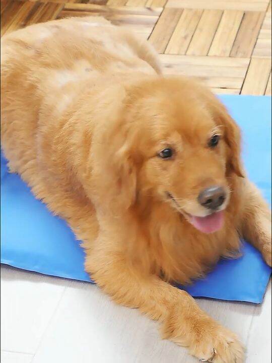 Pet Dog Cooling Pad Mat Ice Gel Waterproof Dog Sleeping Bed Mat Pad for