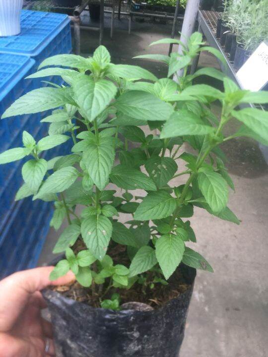 JAVA MINT TEA for treating various conditions of the urinary tract