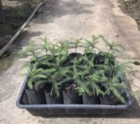 ? ต้นสนฉัตร (Norfolk island pine)? สูง 10-15 ซม. ถุงขนาด 3 นิ้ว พร้อมลงดินได้เลยย ปลูกง่าย โตเร็ว ทนแล้ง ทนฝน