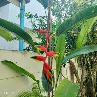 เฮลิโคเนีย รอสตราต้า กรีนทิป heliconia rostrata green tip  1 หน่อพันธุ์  สายพันธุ์หายาก  น่าสะสม