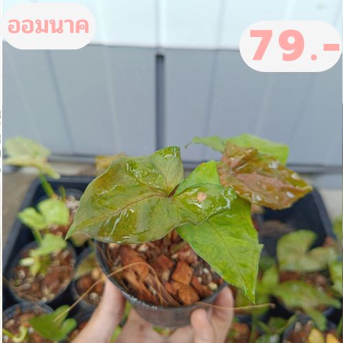 syngonium-hybrid-ต้นออมนาค-ไม้มงคลเรียกทรัพย์-เสริมโชคลาภ-ในกระถาง4-นิ้ว