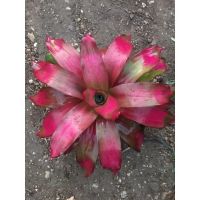 หน่อสับปะรดสี-Neo Shocking Pink หายากมาก #bromeliad# ต้นไม้สวยงาม# ไม้ประดับ# ตกแต่งสวน# ปลูกตกแต่งบ้าน# ไม้มงคล