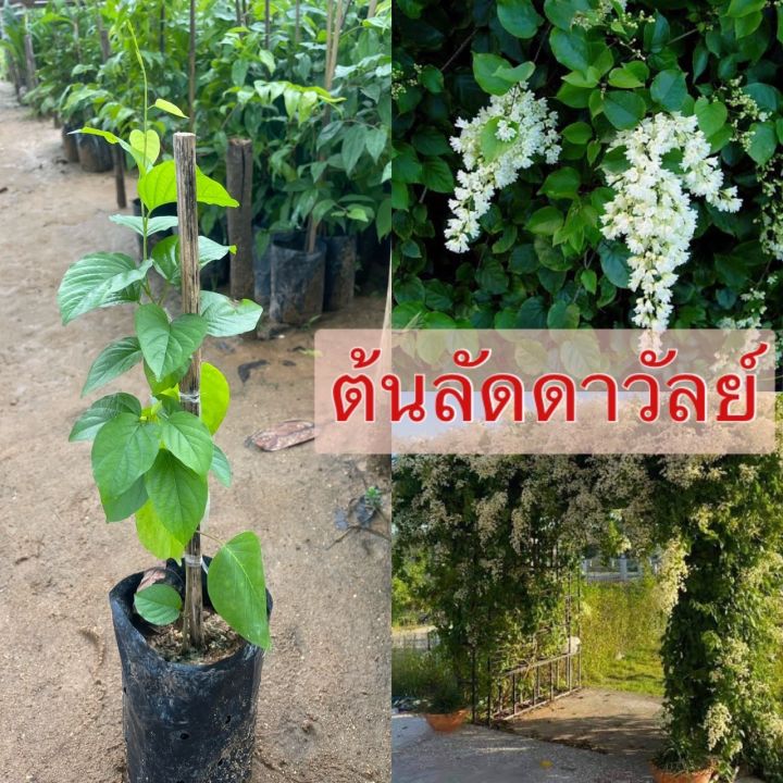 ต้นลัดดาวัลย์-ไม้เลื้อย-ดอกขาว