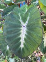 Colocasia Tropical Storm บอนเจ้าพายุ บอนสตรอม