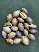 purple back cowrie shell วัวหลังสีม่วง 50g