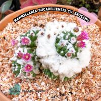 ??แมมปุยหิมะ? "อิรุซามุ"☃️❄ Mammillaria bucareliensis "Erusamu?