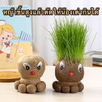 ตุ๊กตาหัวหญ้า ต้นไม้หญ้า สำหรับปลูกให้เต่ากิน หญ้าแมว ตกแต่งตู้เต่า