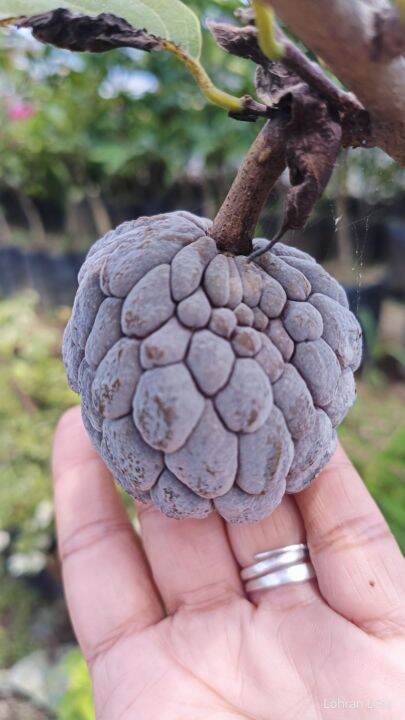 Atis purple grafted seedlings rare cultivar/ Purple sugar apple rare ...