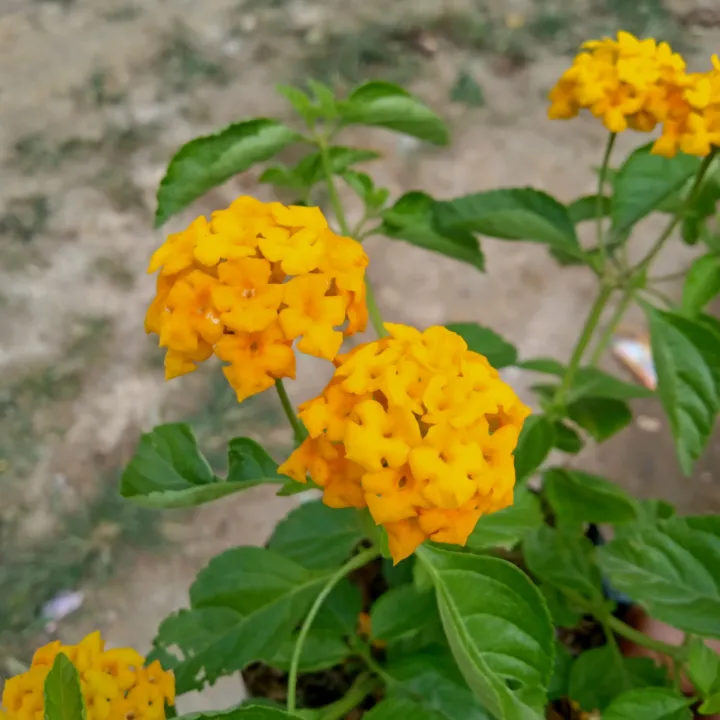 Lantana (YELLOW) with FREE fertilizer | Lazada PH