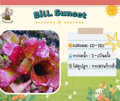 สับปะรดสี บิลซันเซ็ต Bill sunset (หน่อ)