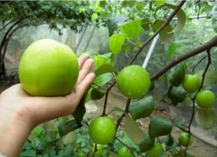 ต้นพุทราน้ำนมสดปลุก-8-เดือนเห็นผลลูกใหญ่รสชาติหวานกรอบอร่อย