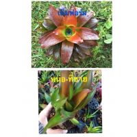 หน่อ-สับประรดสี Neo Meduza #bromeliad# ต้นไม้สวยงาม# ไม้ประดับ# ตกแต่งสวน# ปลูกตกแต่งบ้าน# ไม้มงคล