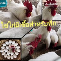 ไข่เชื้อเล็กฮอร์นขาวหงอนจักร(ราคาต่อ1ฟองครับ)​