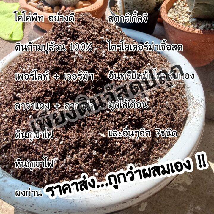 ถุงละ5กิโล100บาท-สูตร-4-ดินปลูกแคคตัส-ดินปลูกกระบองเพชร-ถูกกว่าผสมเอง-แกะใช้งานได้เลย-ปลูกไม้ด่างไม่กลายเขียว-ปลูก-กระบองเพชรกินได้-ฮาโวเทีย-ยิมโน-ไม้อวบน้ำ-โอพันเทีย-แมมมิลลาเรีย-ถังทอง-แมมนกฮูก-แมมล