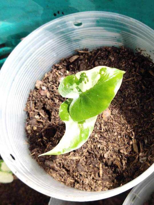 ไม้ด่าง-บอนหูช้างด่างขาว-alocasia-gageana-albo-variegated-คัดต้นด่างแล้วส่ง-ไม่ต้องลุ้น-กระถาง4นิ้วรากเดินดี-ต้นหูช้าง-ช้างขาว-ต้นช้างขาว-หูช้างด่าง-รอดแล้วรากเดินดี-รดน้ำวันละครั้ง-ชอบที่ล่มรำไร-ไม่ค