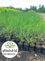 สนประดิพัทธ์ หรือ สนปฏิพัทธ์ ถุง3x7สูง40ซม.ขึ้นไป