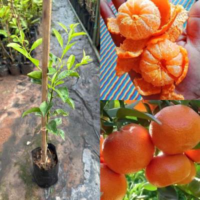 ต้นส้มจีนไร้เมล็ด กิ่งเสียบยอด 8-12 เดือนติดผล ขนาดต้น 60-70 ซม. ต้นเตี้ย ปลูกง่าย