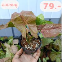 Syngonium podophyllum ต้นออมชมพู ไม้มงคลเรียกทรัพย์ เสริมโชคลาภ ในกระถาง4 นิ้ว