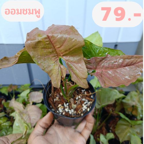 syngonium-podophyllum-ต้นออมชมพู-ไม้มงคลเรียกทรัพย์-เสริมโชคลาภ-ในกระถาง4-นิ้ว