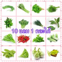 เมล็ดผักสวนครัว??เมล็ดผัก 10 แถม 1??เมล็ดพันธุ์ผัก