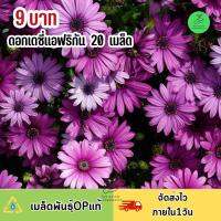 ถูกที่สุด 9 บาท เมล็ดพันธุ์ ดอกเดซี่แอฟริกา บรรจุ20 เมล็ด