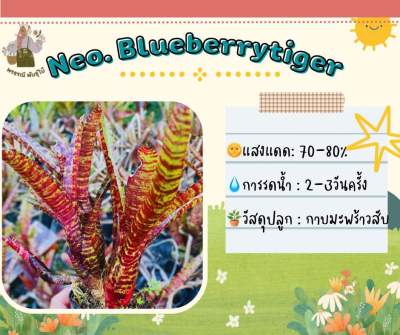 สับปะรดสี นีโอบลูเบอร์รี่ไทเกอร์ Neo Blueberrytiger (หน่อ)