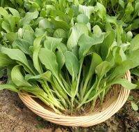 Microgreen เมล็ดพันธุ์ผักขนไก่ นำเข้า