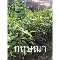 ต้นกฤษณา ไม้หอม สกัดน้ำมัน ขนา 20-30 เซน เสียหายเคลมฟรี