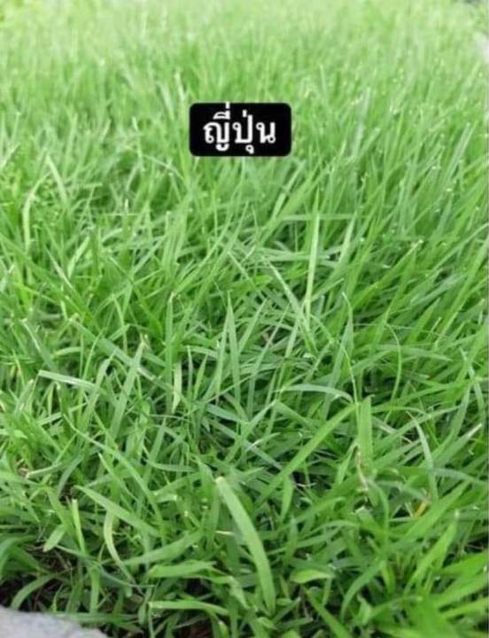 หญ้าญี่ปุ่น-50x100-cm-ลดพิเศษ-japanese-lawn-glass-หญ้าสด-หญ้าจริง-หญ้าสนาม