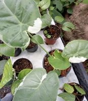 ต้นบอนทูน ออดิบด่าง ขาว Colocasia Gigantea Hook.f. Variegated เป็นบอนที่มีใบขนาดใหญ่ เป็นญาติ กับ Thailand Giant ต้นนี้มีลักษณะพิเศษ คือ มีใบด่างขาว สวย