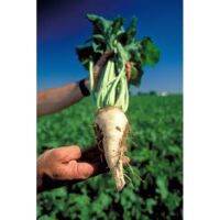 เมล็ดพันธุ์ ชูการ์บีท (Sugar Beet) บรรจุ 30 เมล็ด ใช้ทำน้ำตาลทดแทนน้ำอ้อย