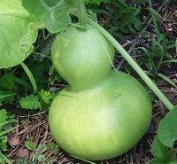 เมล็ดพันธุ์ น้ำเต้า เซียน (Bottle Gourd Seed) บรรจุ 5 เมล