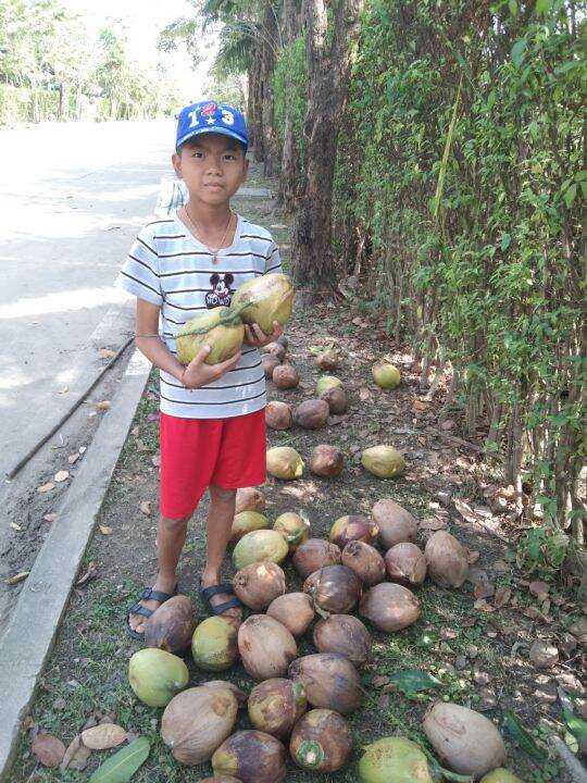 ลูกมะพร้าวนำ้หอมเเท้-บ้านเเพ้ว-สั่งขั้นตำ่5ลูกครับ