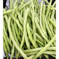 ถั่วแขก สด（1kg） สะอาด รับประกันคุณภาพ Green beans 四季豆角