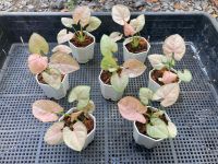 ออมชมพู ไซส์มินิมอล กระถาง 2 นิ้วสีขาว ?Pink Syngonium