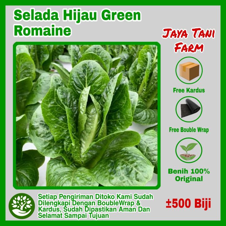 500 Biji Benih Selada Hijau Green Romaine Lettuce F1 Benih Selada Bibit Selada Biji Selada