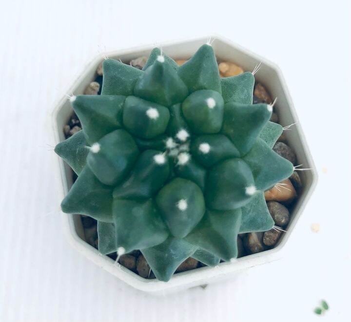 กระบองเพชร-แคคตัส-แมมอิรุซามุ-mammillaria-erusamu