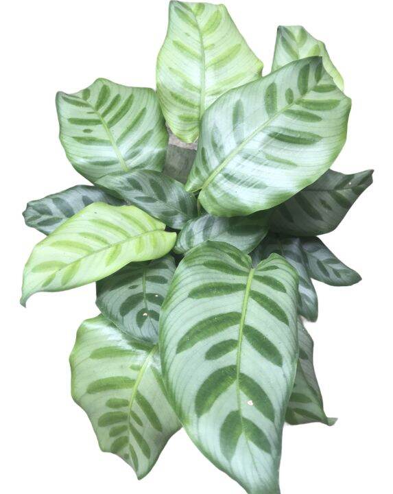 Calathea Bella | Lazada PH