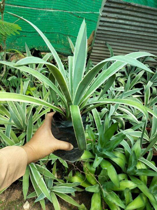 อากาเว่-agave-ป่านศรนารายณ์-จัดสวน-เสริมฮวงจุ้ย-2ต้นที่เหลือในรายละเอียดด้านล่างค่ะ