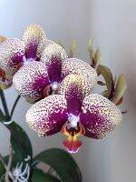 ฟาแลนนอป(Phalaenopsis Orchid) ??ยอดนิยม??จัดส่งทั้งกระถางสีดอกตามภาพ