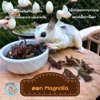 ( MAGNOLIA ) ดอกแมกโนเลียอบแห้ง ดอกแมกโนเลีย ดอกไม้ ดอกไม้อบแห้ง ดอกไม้กินได้ ไผ่หวาน ไม้แทถ ไม้แอปเปิ้ล ชูการ์ กระรอก