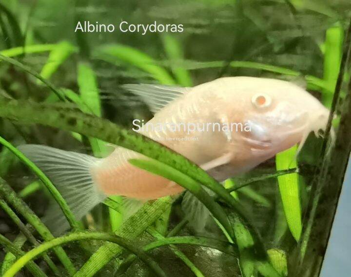Corydoras Peppered / Corydoras Albino / Corydoras Bronze / Corydoras