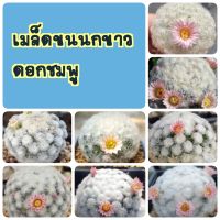 เมล็ด แมมขนนกขาว ดอกชมพู (Mammillaria plumosa) 50เมล็ด+