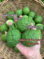 1 กก.?ลูกมะกรูดสด ออแกนิก ปลอดสารเคมีและยาฆ่าแมลง เก็บสดใหม่จากสวน Bergamot