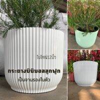 กระถางมินิมอลลูกฟูก กระถางต้นไม้ เข้ากับทุกมุม มีหลายสี สวย น่ารัก
