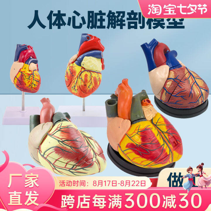 Human Heart Anatomy Model B Ultrasound Heart Specimen Blood Circulation ...